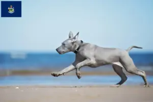 Read more about the article Thai Ridgeback breeders and puppies in Maine