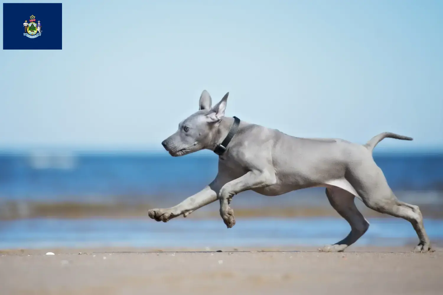 Thai Ridgeback puppies and breeder Maine Find Thai Ridgeback breeders in Maine here.