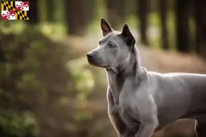 Read more about the article Thai Ridgeback breeders and puppies in Maryland