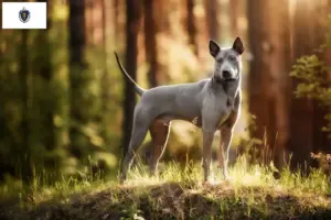 Read more about the article Thai Ridgeback breeders and puppies in Massachusetts