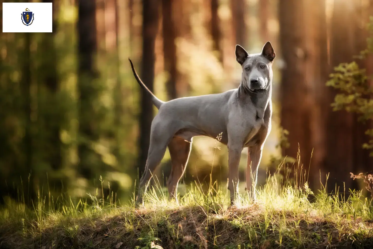 Thai Ridgeback puppies and breeders Massachusetts Find Thai Ridgeback breeders in Massachusetts.