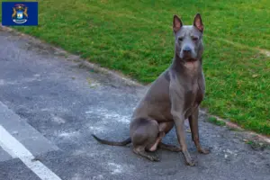 Read more about the article Thai Ridgeback breeders and puppies in Michigan