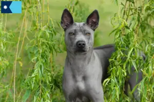 Read more about the article Thai Ridgeback breeders and puppies in Minnesota
