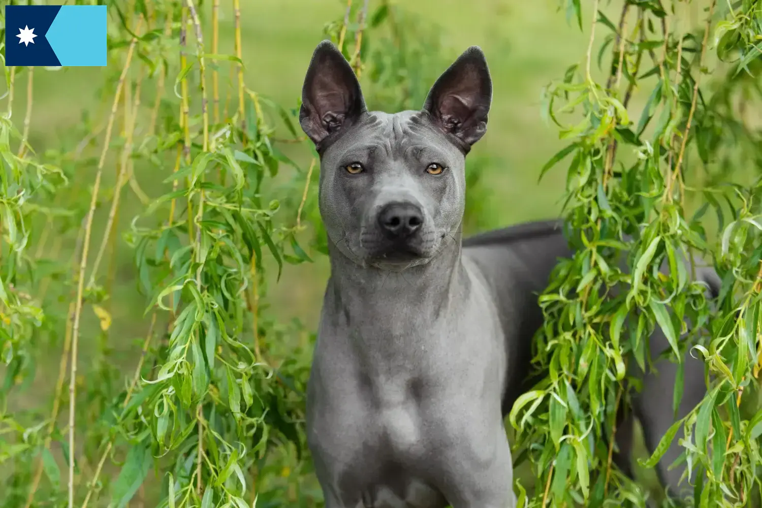 Thai Ridgeback puppies and breeders Minnesota Find Thai Ridgeback breeders in Minnesota.