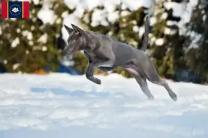 Read more about the article Thai Ridgeback breeders and puppies in Mississippi
