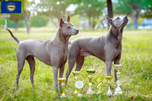 Read more about the article Thai Ridgeback breeders and puppies in Nebraska