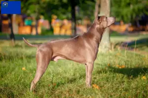 Read more about the article Thai Ridgeback breeders and puppies in Nevada