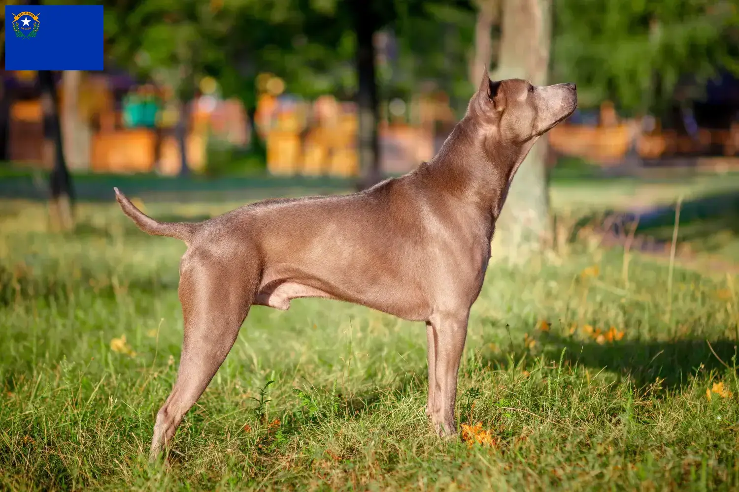 Thai Ridgeback puppies and breeders Nevada Find Thai Ridgeback breeders in Nevada.