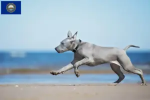 Read more about the article Thai Ridgeback breeders and puppies in New Hampshire