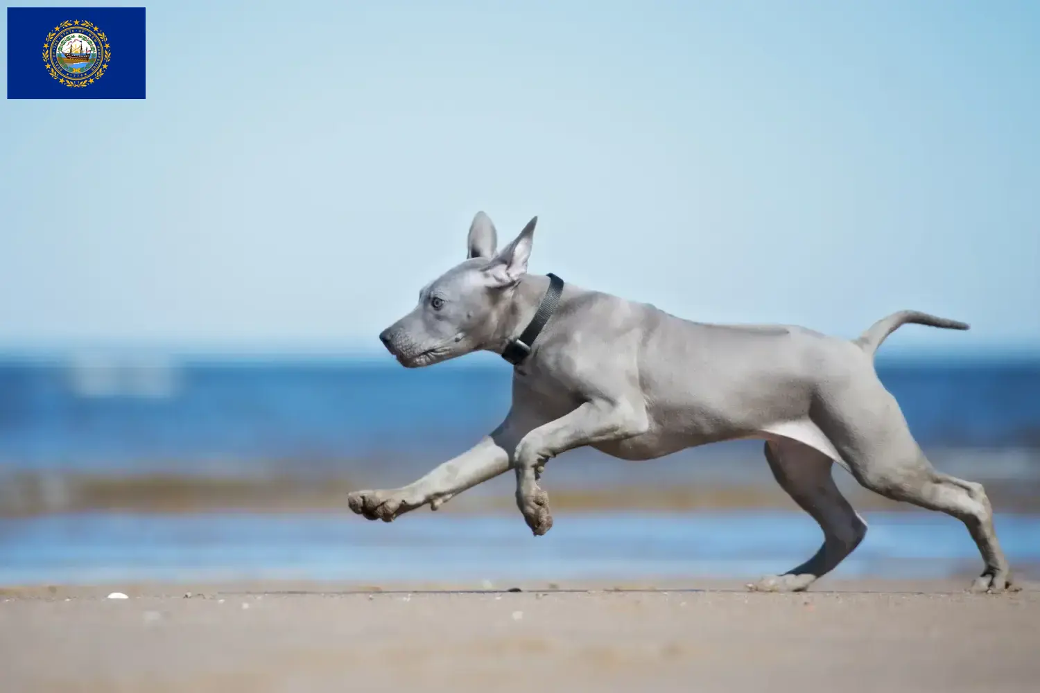 Thai Ridgeback puppies and breeders New Hampshire Find Thai Ridgeback breeders in New Hampshire.