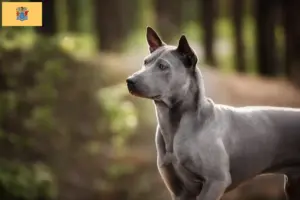 Read more about the article Thai Ridgeback breeders and puppies in New Jersey