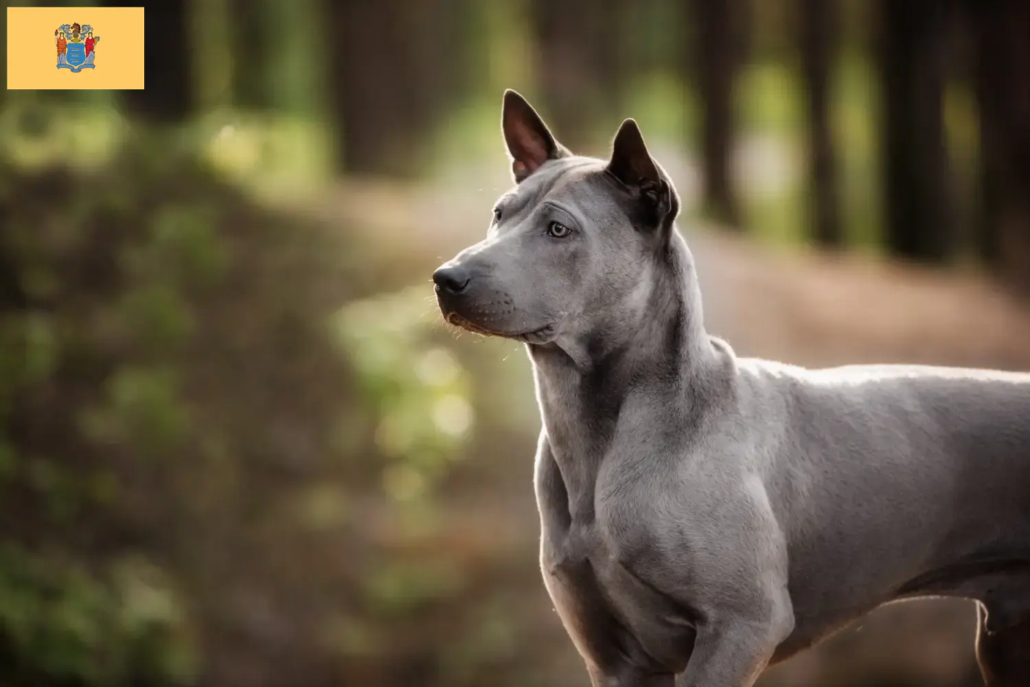 Thai Ridgeback puppies and breeders New Jersey Find Thai Ridgeback breeders in New Jersey.