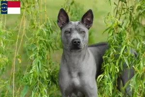 Read more about the article Thai Ridgeback breeders and puppies in North Carolina