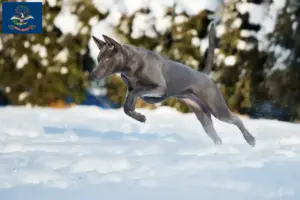 Read more about the article Thai Ridgeback breeders and puppies in North Dakota