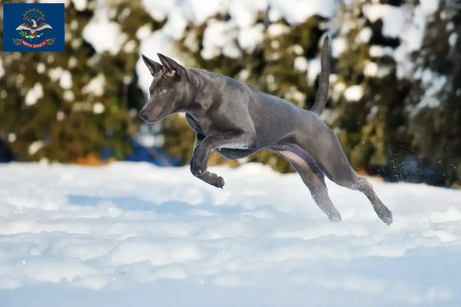Thai Ridgeback puppies and breeders North Dakota Find Thai Ridgeback breeders in North Dakota.