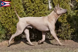 Read more about the article Thai Ridgeback breeders and puppies in Ohio