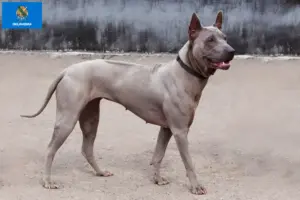 Read more about the article Thai Ridgeback breeders and puppies in Oklahoma