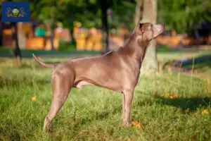 Read more about the article Thai Ridgeback breeders and puppies in Pennsylvania