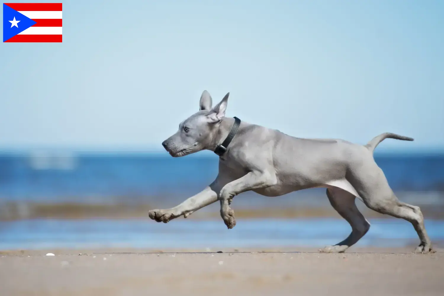 Thai Ridgeback puppies and breeder Puerto Rico Find Thai Ridgeback breeders in Puerto Rico.
