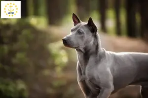 Read more about the article Thai Ridgeback breeders and puppies in Rhode Island