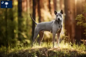Read more about the article Thai Ridgeback breeders and puppies in South Carolina