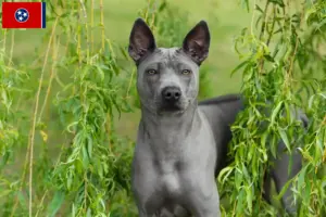 Read more about the article Thai Ridgeback breeders and puppies in Tennessee