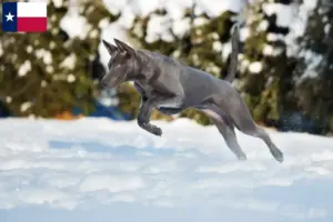 Read more about the article Thai Ridgeback breeders and puppies in Texas