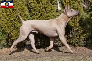Read more about the article Thai Ridgeback breeders and puppies in Utah