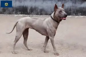 Read more about the article Thai Ridgeback breeders and puppies in Vermont