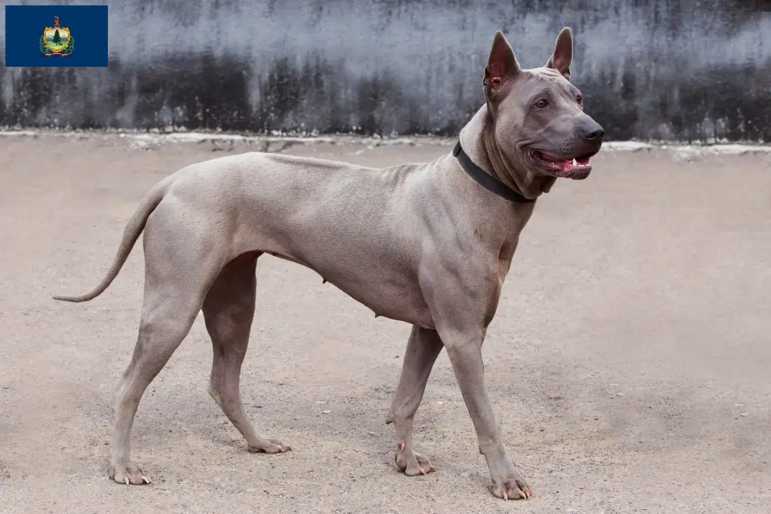 Thai Ridgeback puppies and breeders Vermont Find Thai Ridgeback breeders in Vermont.
