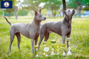 Read more about the article Thai Ridgeback breeders and puppies in Virginia