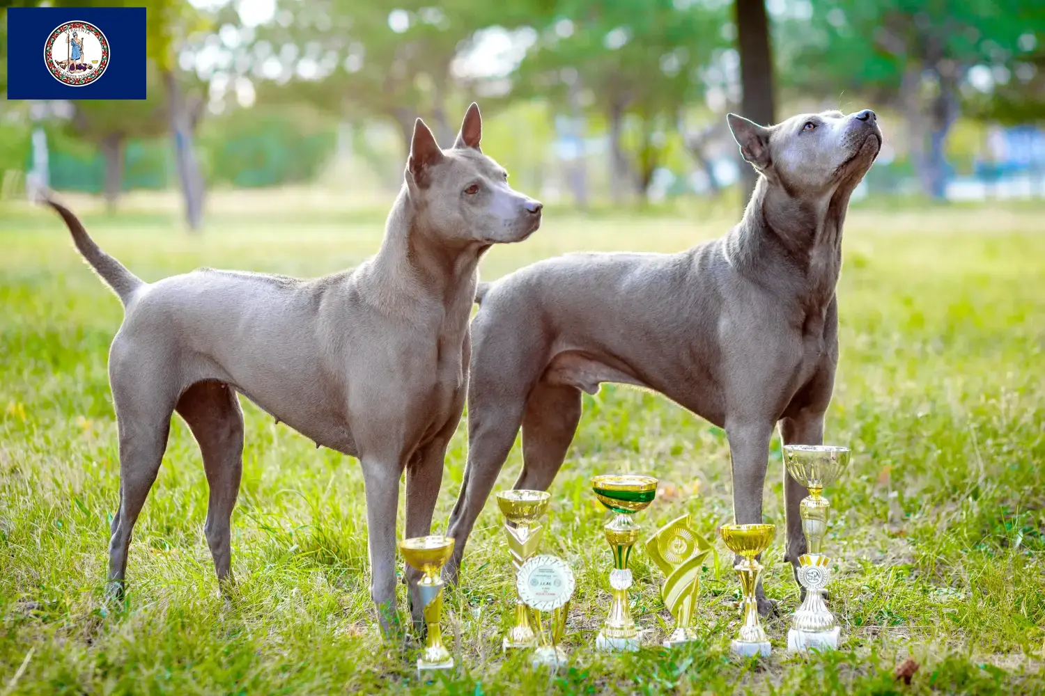 Thai Ridgeback puppies and breeder Virginia Find Thai Ridgeback breeders in Virginia.