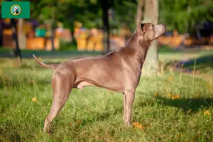 Read more about the article Thai Ridgeback breeders and puppies in Washington