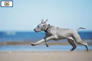 Read more about the article Thai Ridgeback breeders and puppies in West Virginia