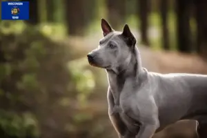 Read more about the article Thai Ridgeback breeders and puppies in Wisconsin