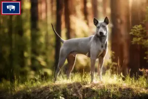 Read more about the article Thai Ridgeback breeders and puppies in Wyoming