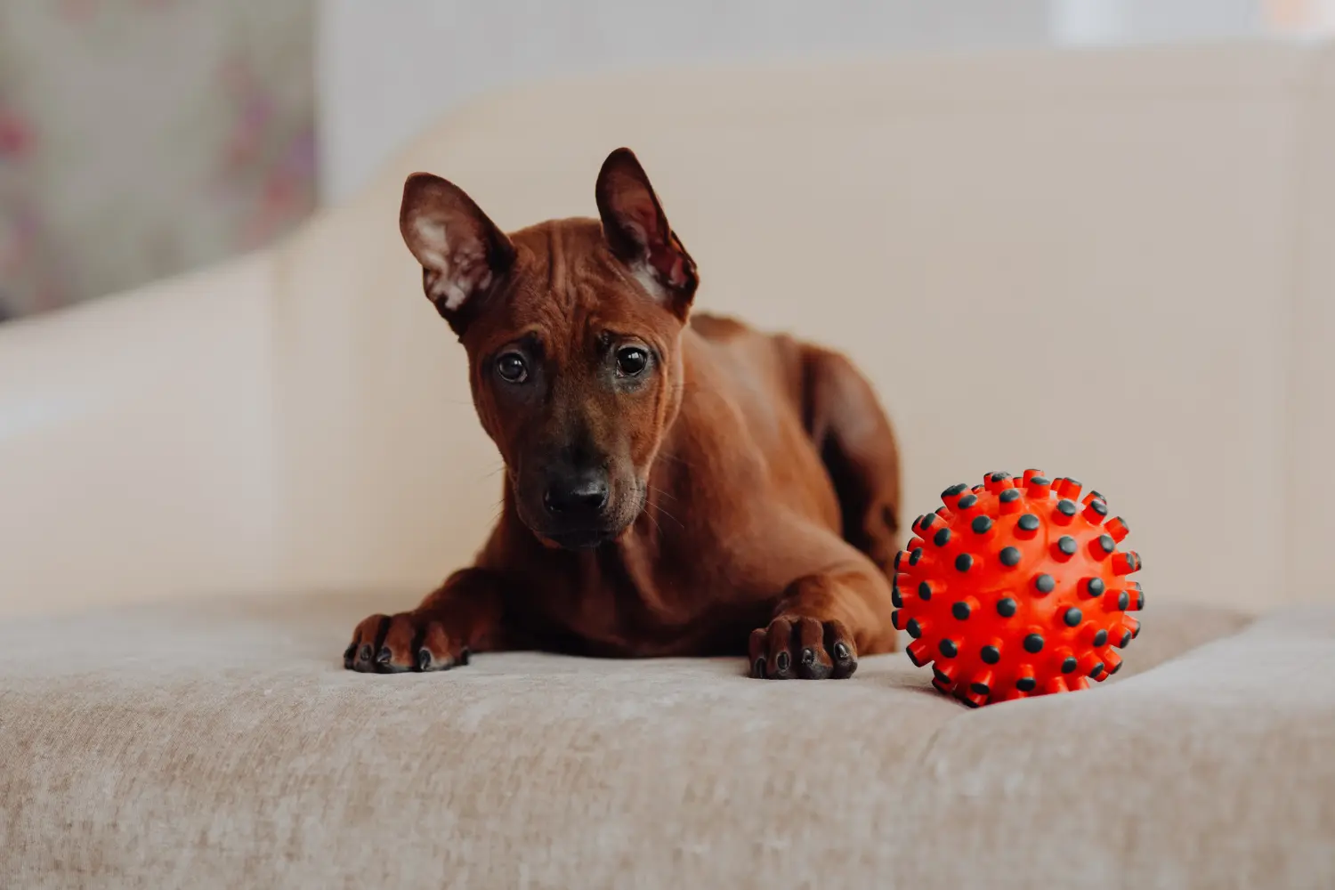 Buying a Thai Ridgeback puppy means taking responsibility! Buy Thai Ridgeback puppies.