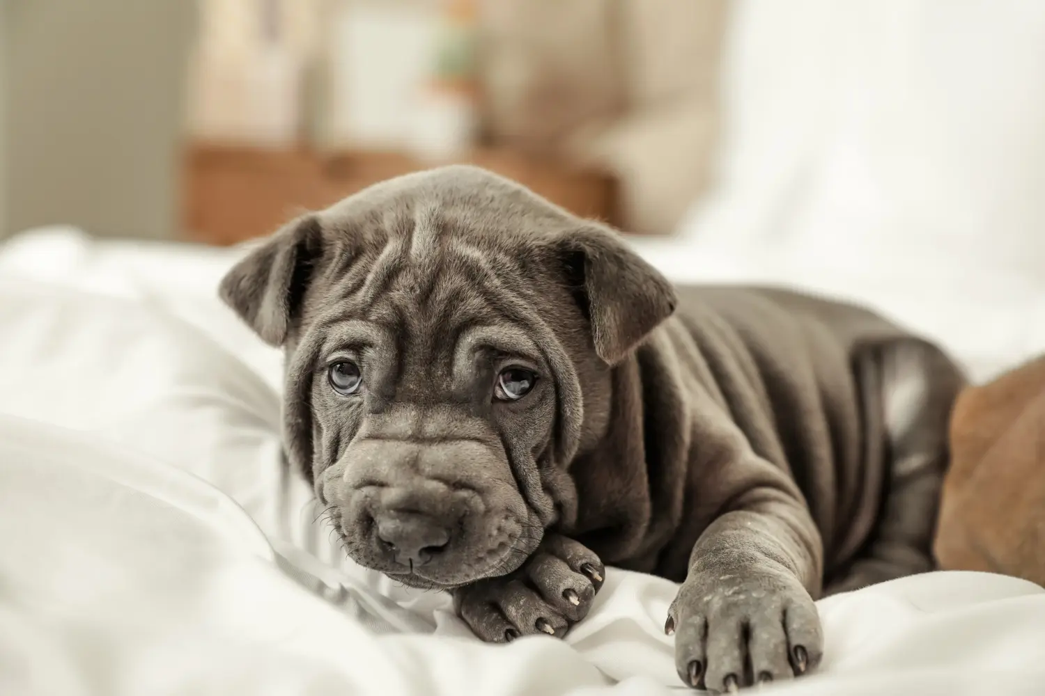 Buying a Thai Ridgeback puppy means taking responsibility! Buy Thai Ridgeback puppies.