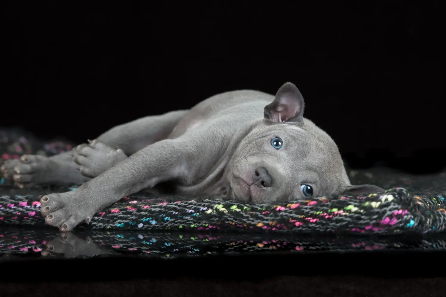 Buying a Thai Ridgeback puppy means taking responsibility! Buy Thai Ridgeback puppies.