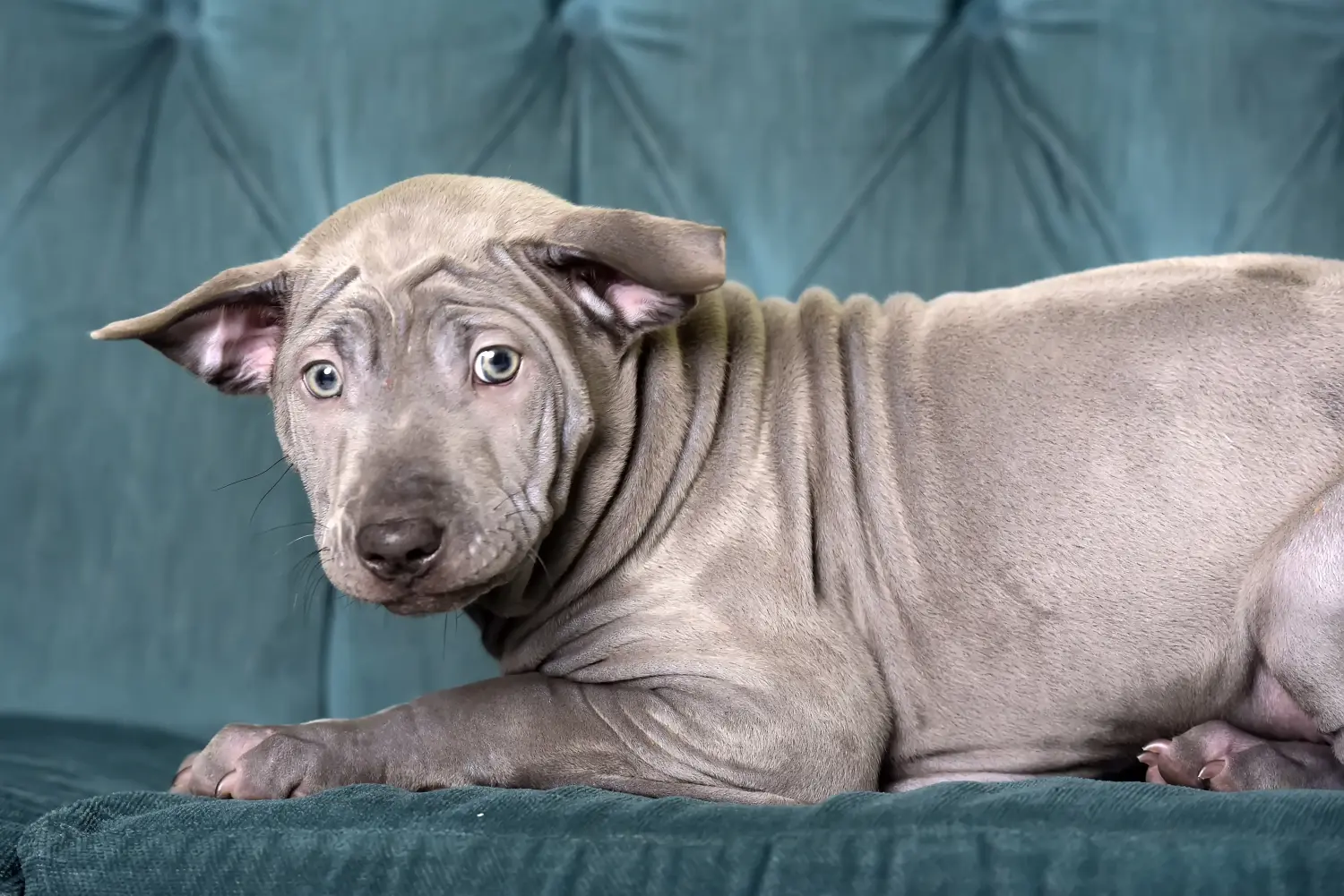 Buying a Thai Ridgeback puppy means taking responsibility! Buy Thai Ridgeback puppies.