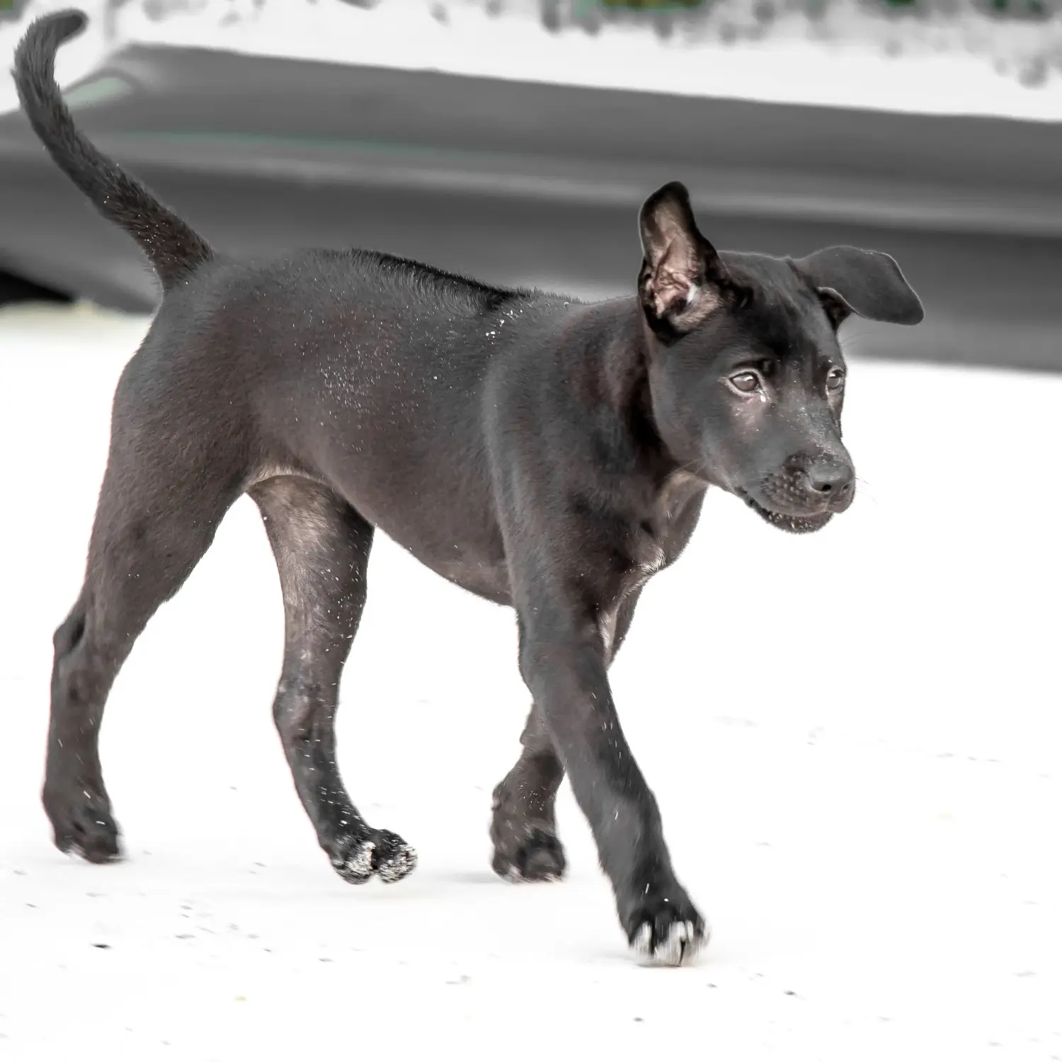 Buying a Thai Ridgeback puppy means taking responsibility! Buy Thai Ridgeback puppies.