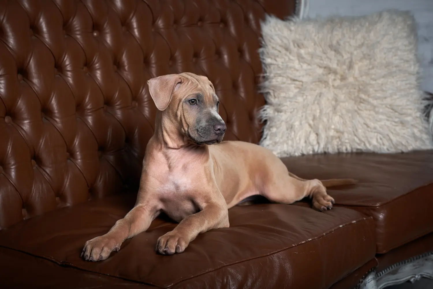 Buying a Thai Ridgeback puppy means taking responsibility! Buy Thai Ridgeback puppies.