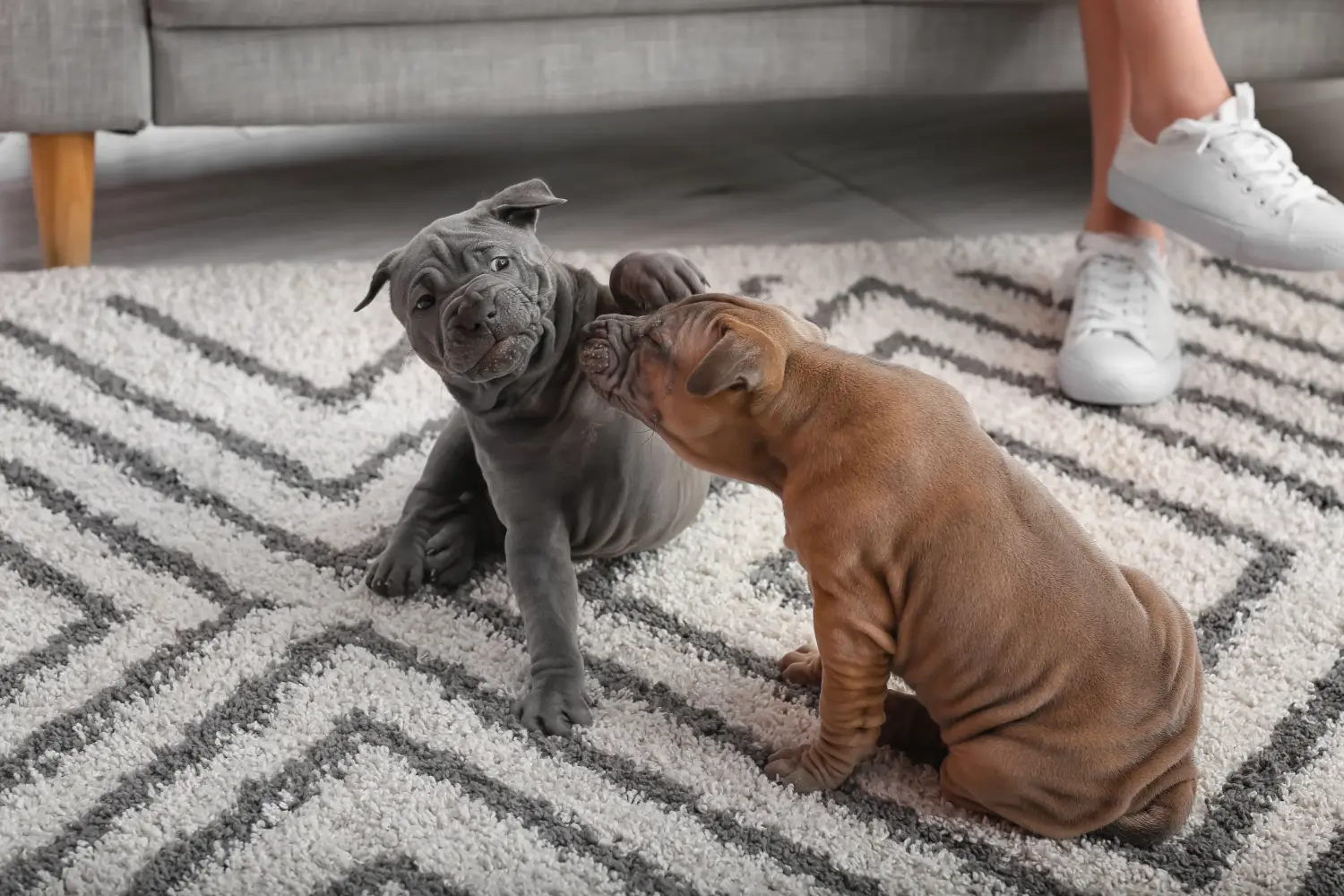 Buying a Thai Ridgeback puppy means taking responsibility! Buy Thai Ridgeback puppies.