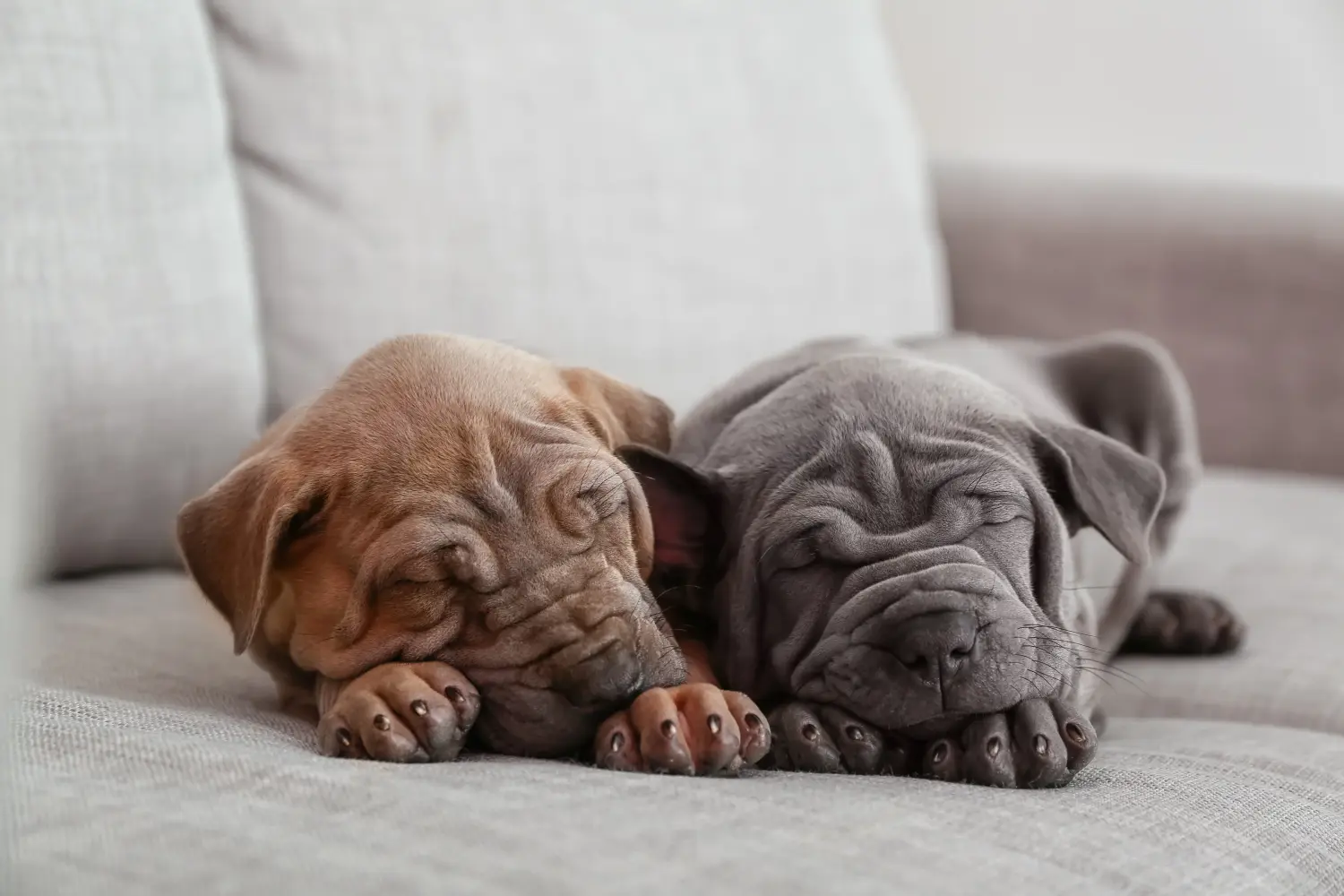 Buying a Thai Ridgeback puppy means taking responsibility! Buy Thai Ridgeback puppies.