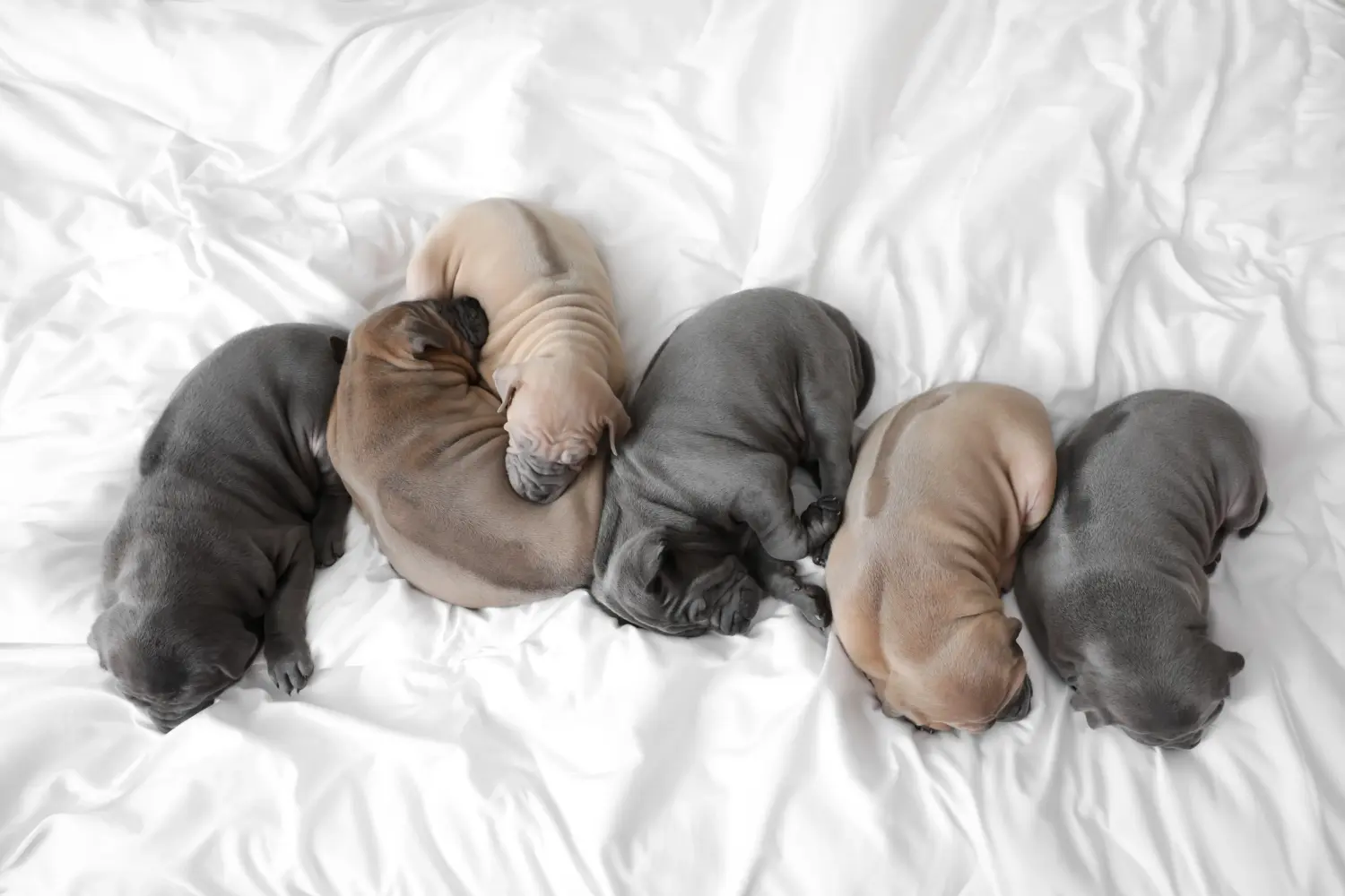 Buying a Thai Ridgeback puppy means taking responsibility! Buy Thai Ridgeback puppies.