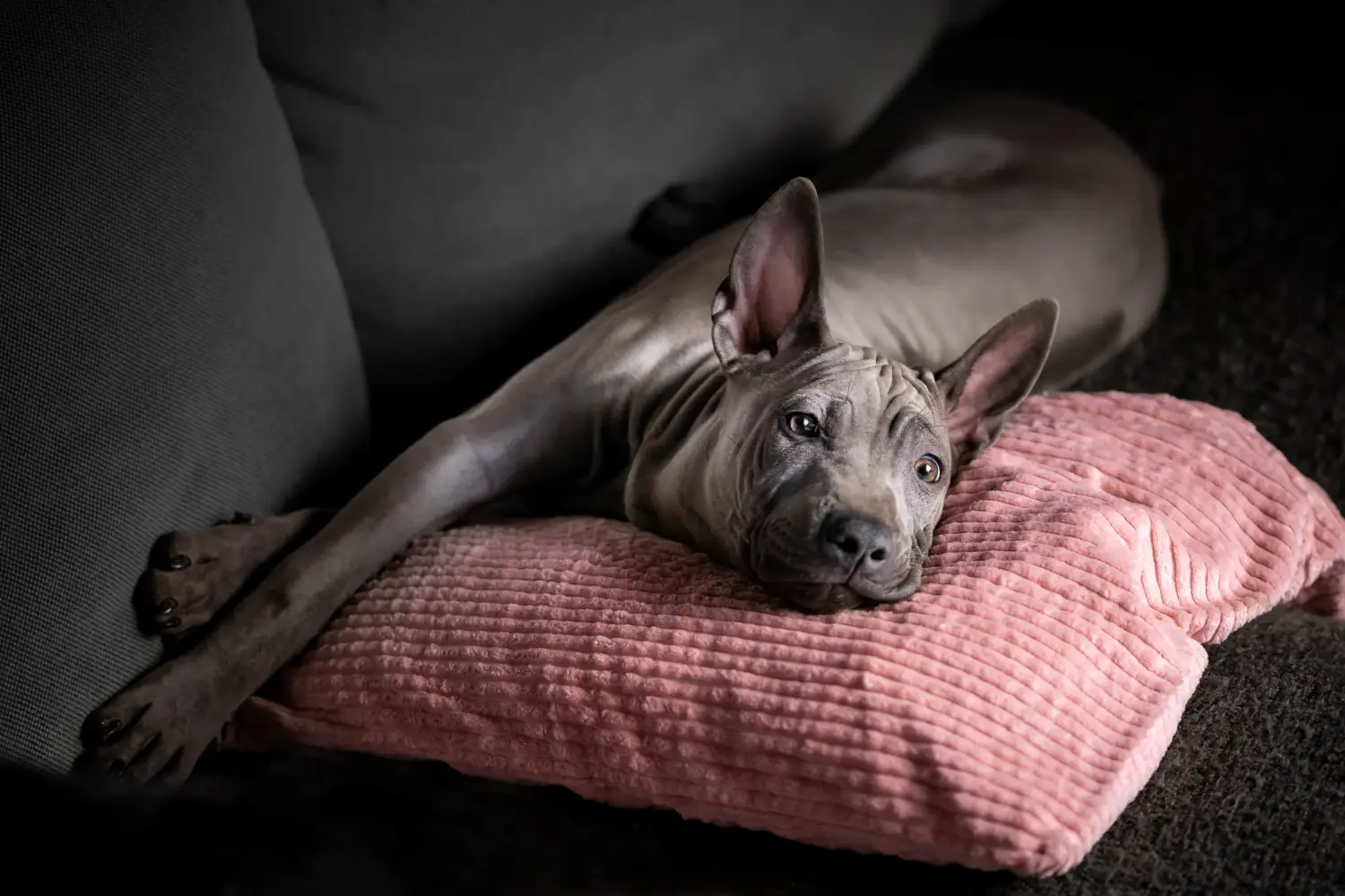 Buying a Thai Ridgeback puppy means taking responsibility! Buy Thai Ridgeback puppies.