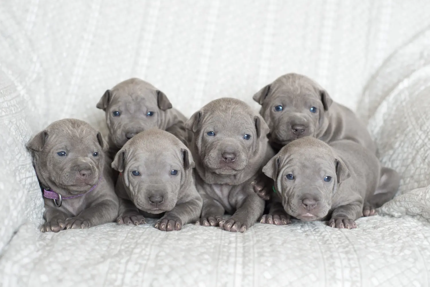 Buying a Thai Ridgeback puppy means taking responsibility! Buy Thai Ridgeback puppies.