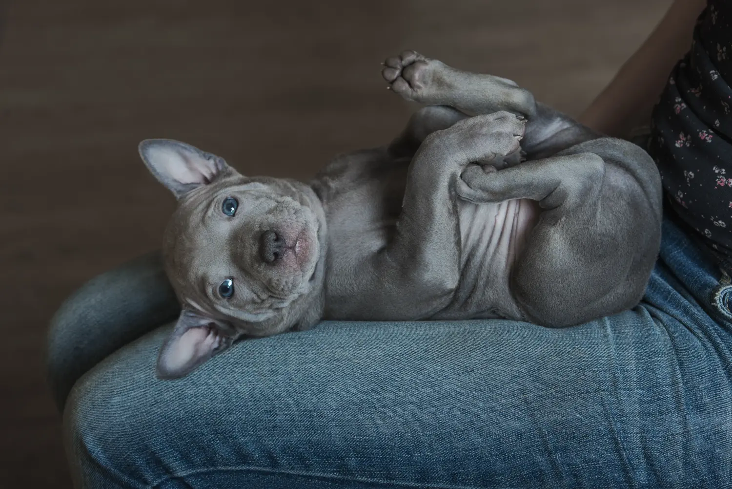 Buying a Thai Ridgeback puppy means taking responsibility! Buy Thai Ridgeback puppies.