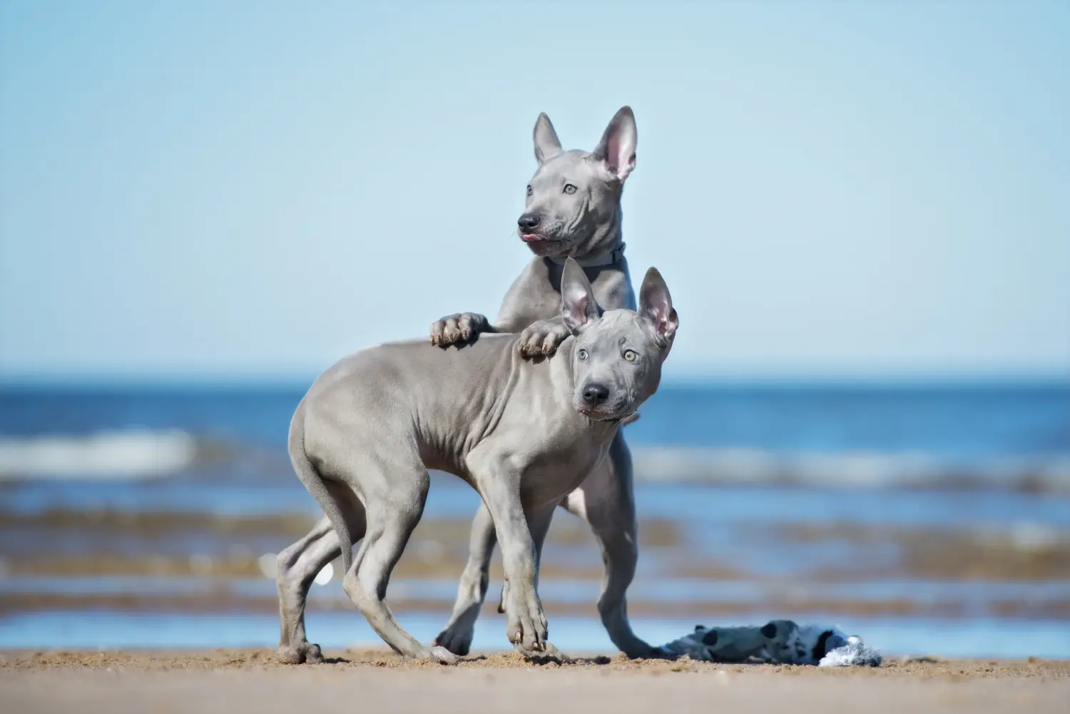 Buying a Thai Ridgeback puppy means taking responsibility! Buy Thai Ridgeback puppies.