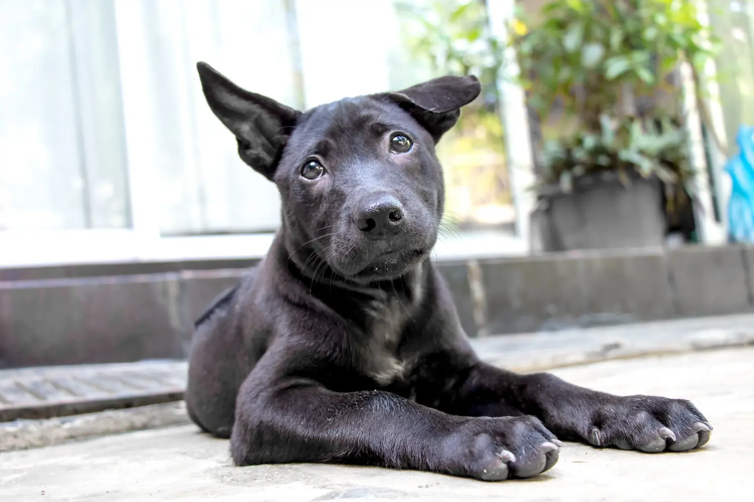 Buying a Thai Ridgeback puppy means taking responsibility! Buy Thai Ridgeback puppies.